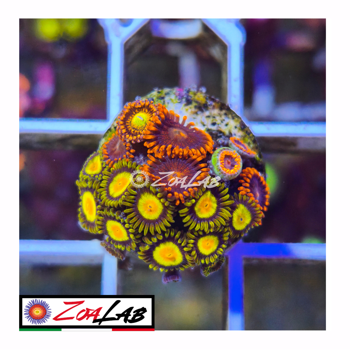 Zoanthus tutti frutti mix