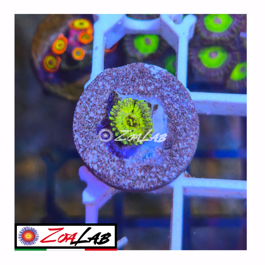 Zoanthus Scarface
