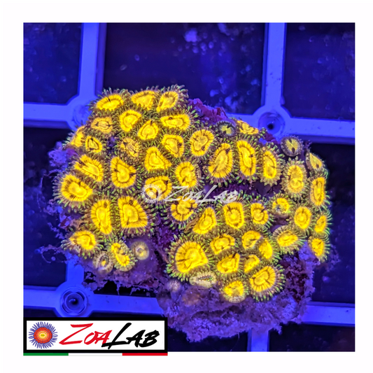 Zoanthus Golden incenerinetor