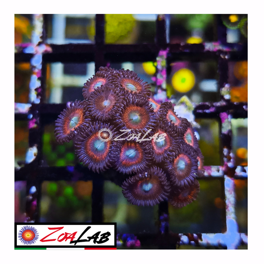 Zoanthus violet