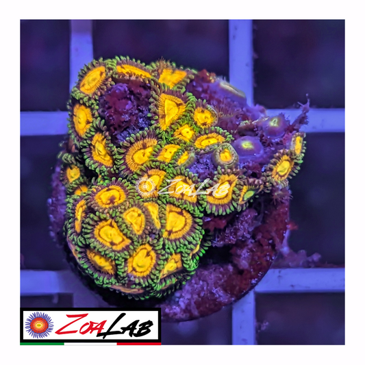 Zoanthus rainbow incenerinetor