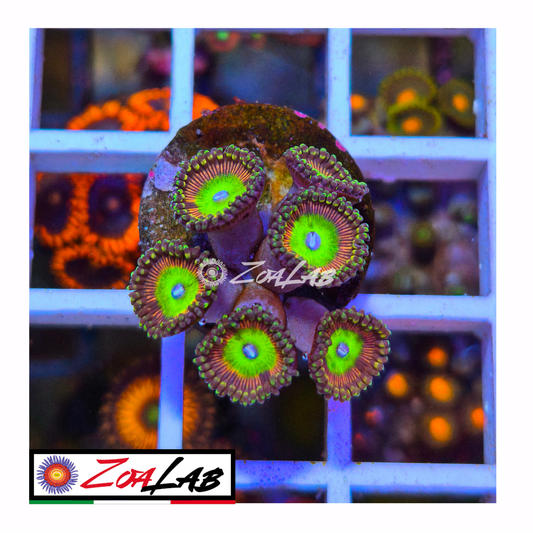 Zoanthus Candy Apple red