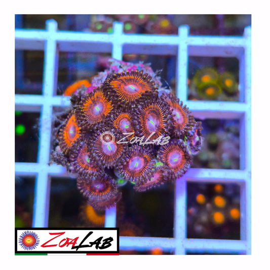 Zoanthus purple