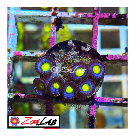 Zoanthus AOI