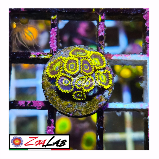 Zoanthus black Hornets
