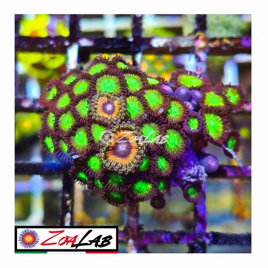 Zoanthus hulk