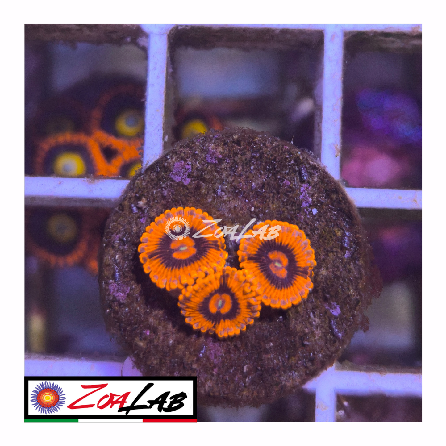 Zoanthus Eye of Sauron