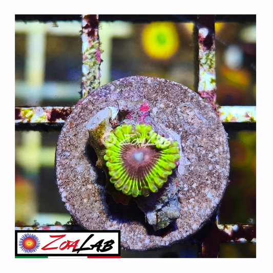 Zoanthus kz hallucination