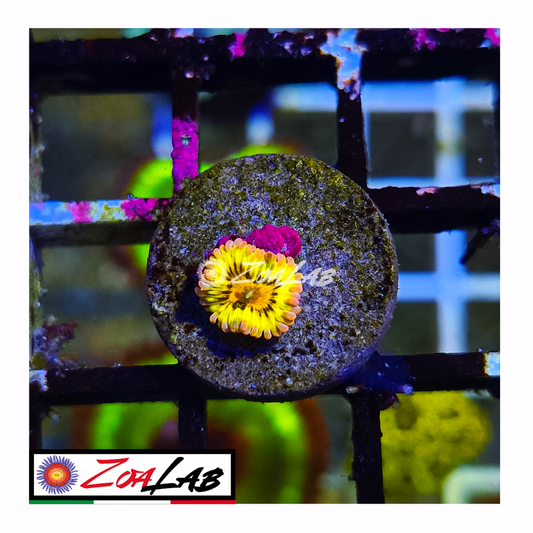 Zoanthus Chiquita