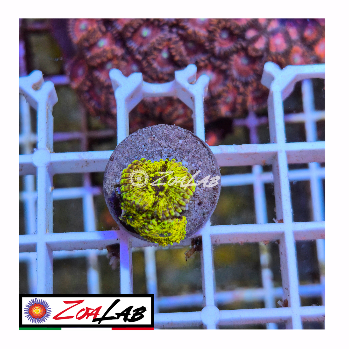 Zoanthus Emerald maul