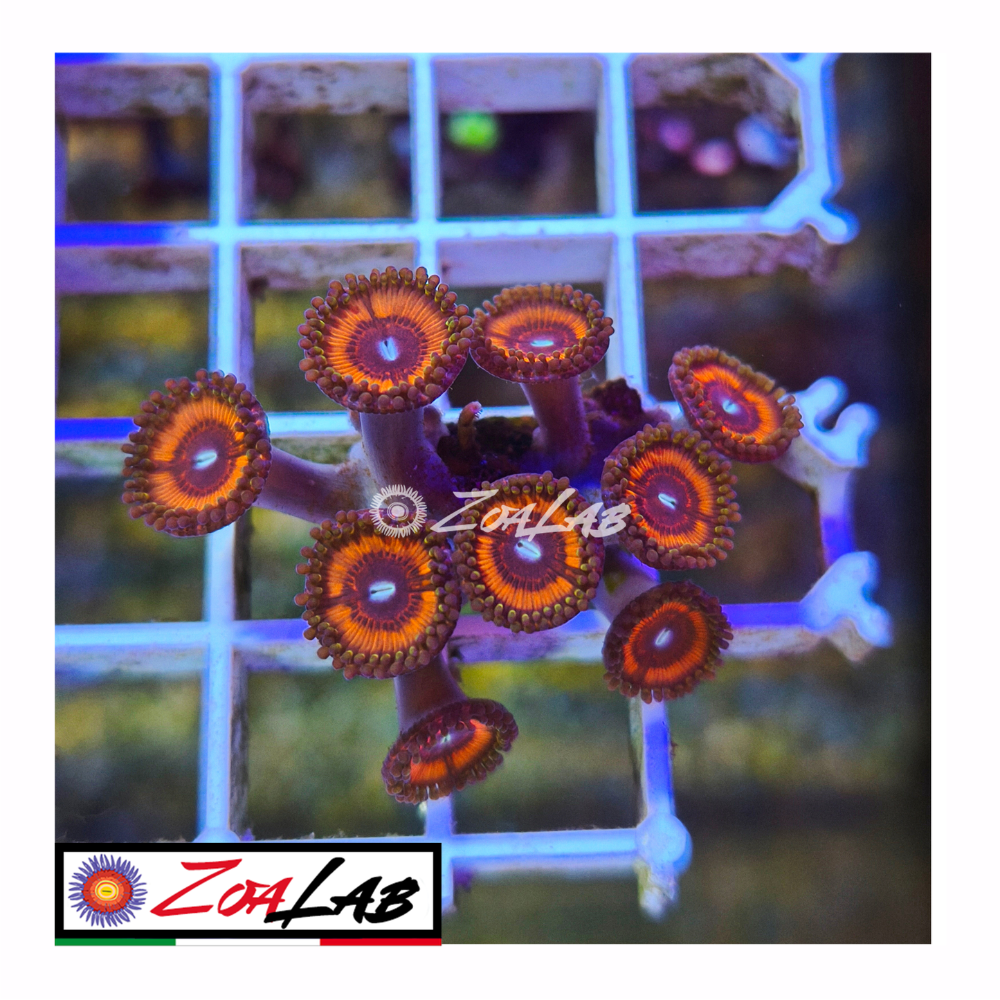 Zoanthus Armageddon red