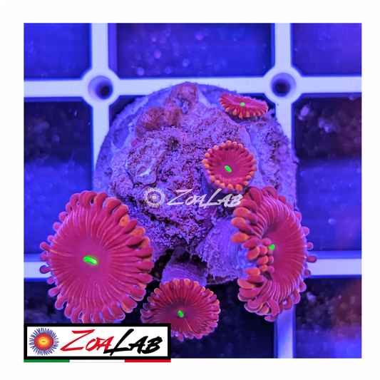 Zoanthus Red people eater