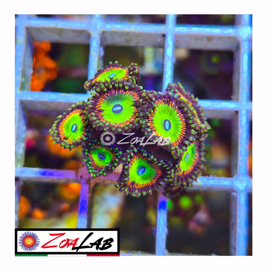 Zoanthus Candy Apple green