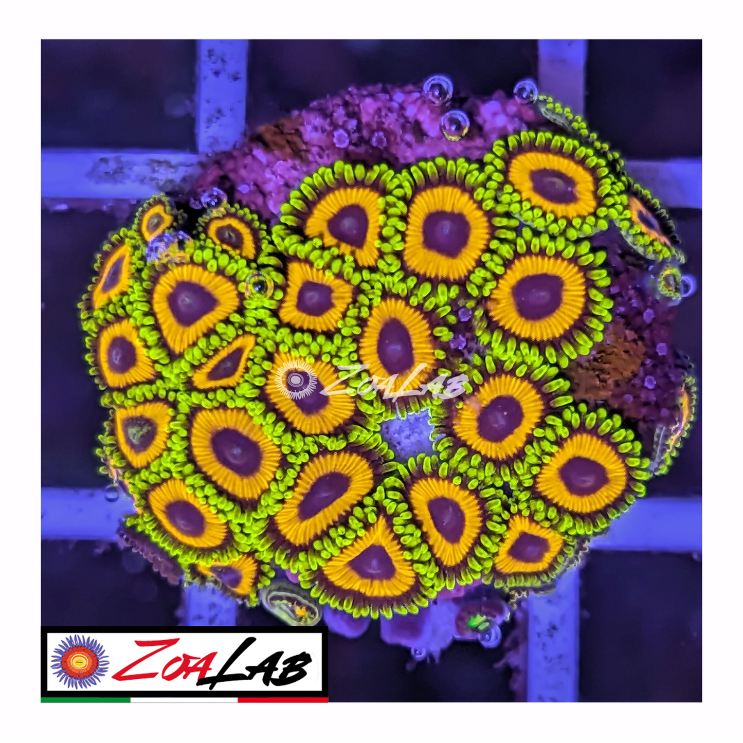 Zoanthus Eagle eye