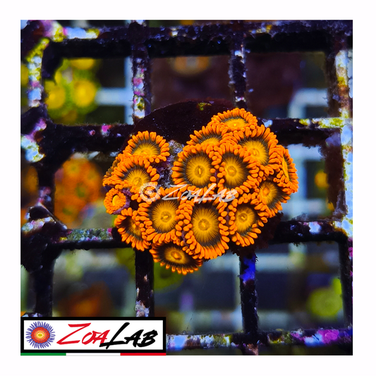 Zoanthus Orange oxides