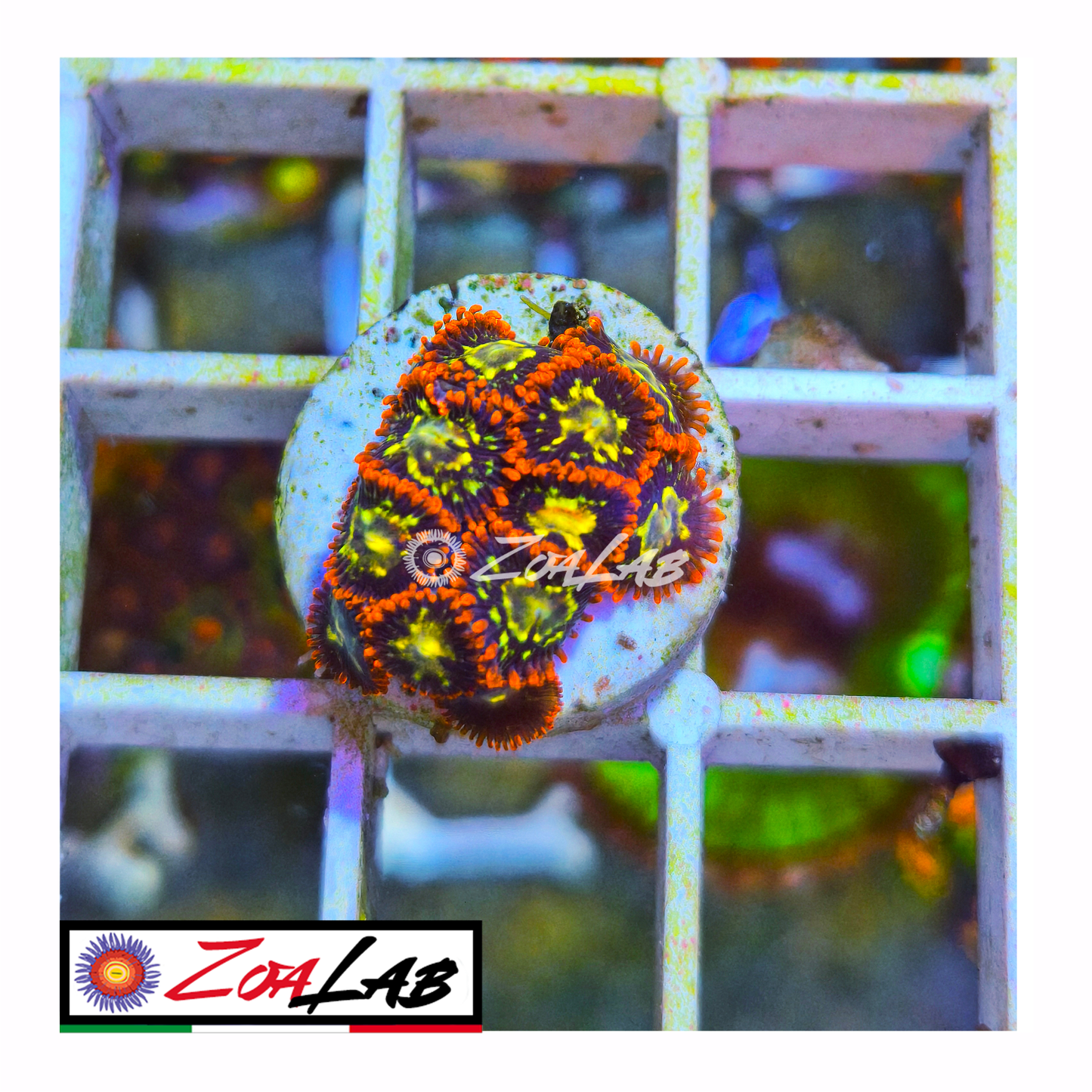 Zoanthus spiderman Gold