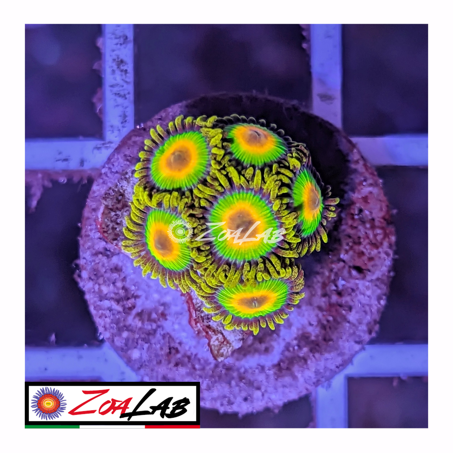 Zoanthus rasta