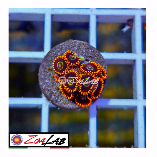 Zoanthus rainbow Hornet