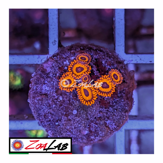 Zoanthus Red oxide