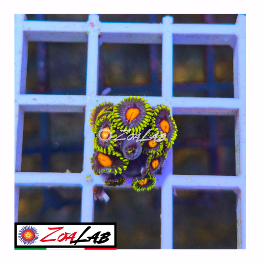 Zoanthus fluo pops