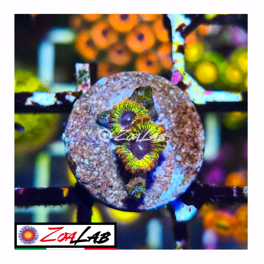 Zoanthus Stratocaster