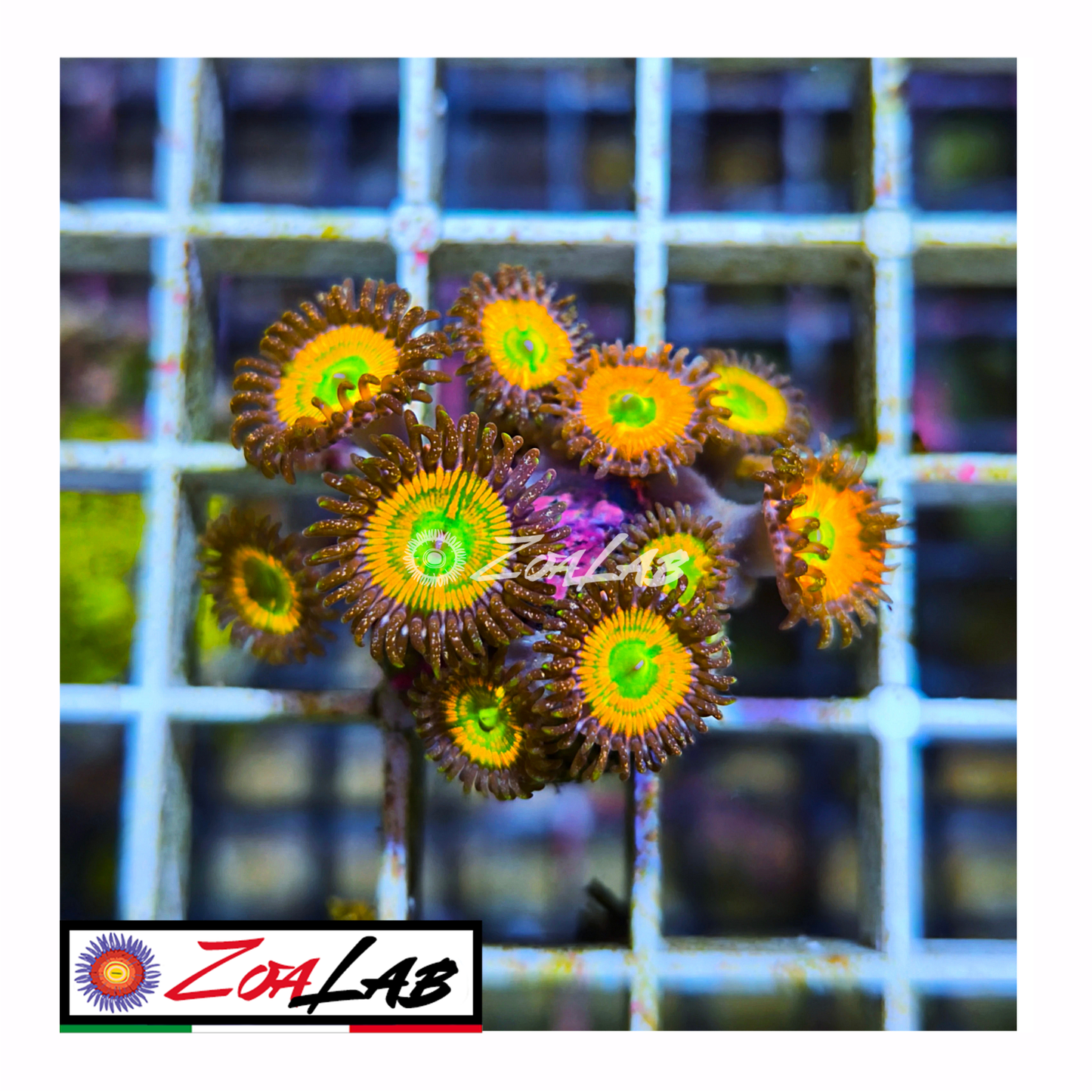 Zoanthus Sunny d