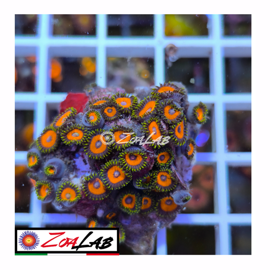 Zoanthus Orange watermelon