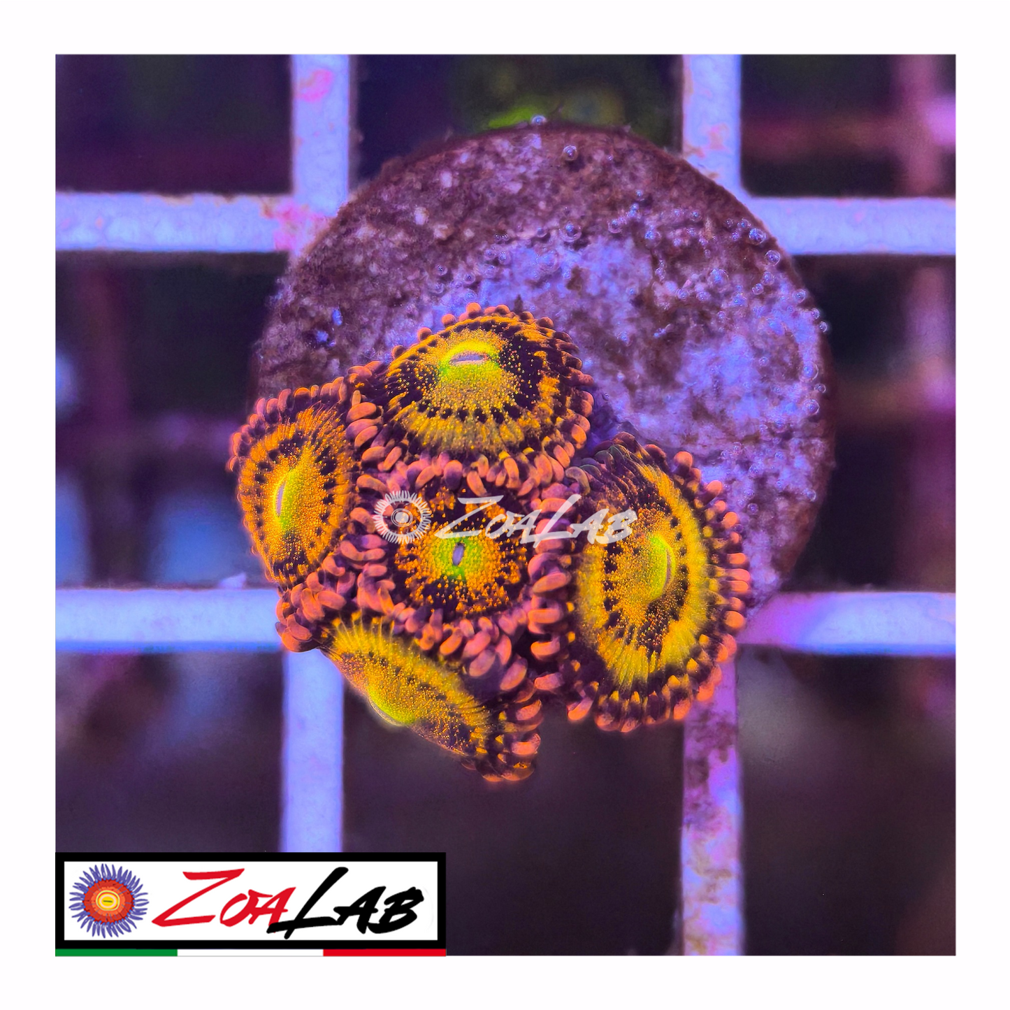 Zoanthus alien antivenom