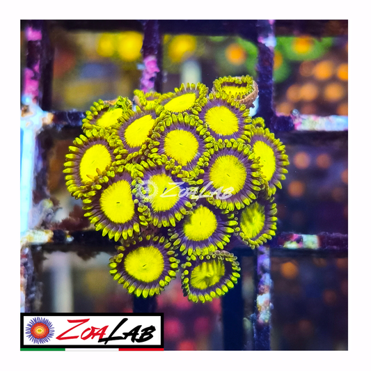 Zoanthus king Midas