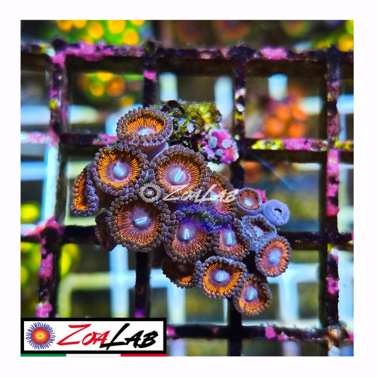 Zoanthus gobstoppers
