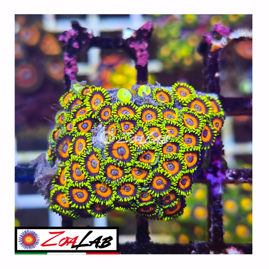 Zoanthus Eagle eyes
