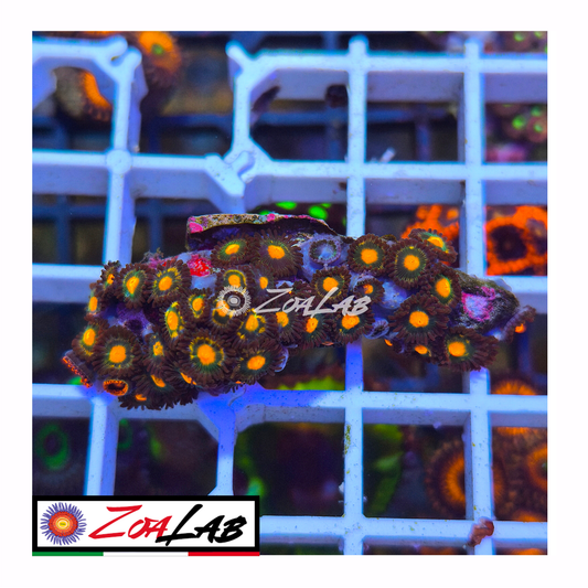 Zoanthus Orange nipple