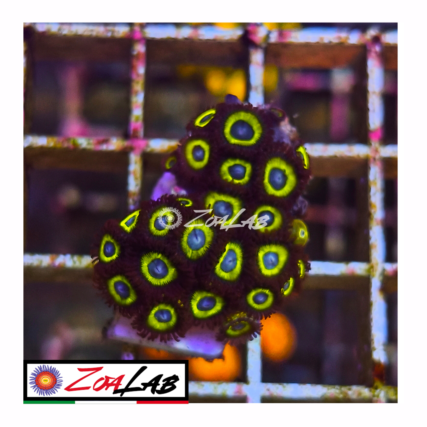 Zoanthus blu belladonna