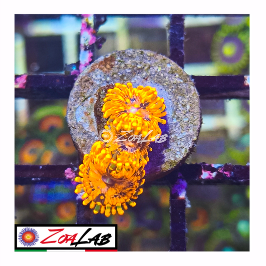 Zoanthus Utter Chaos