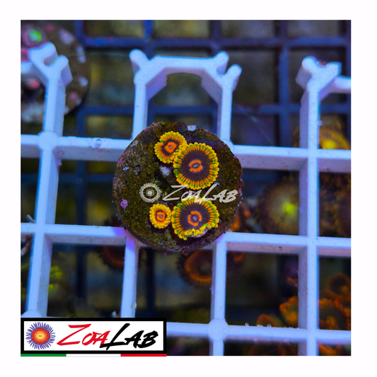 Zoanthus mind trick