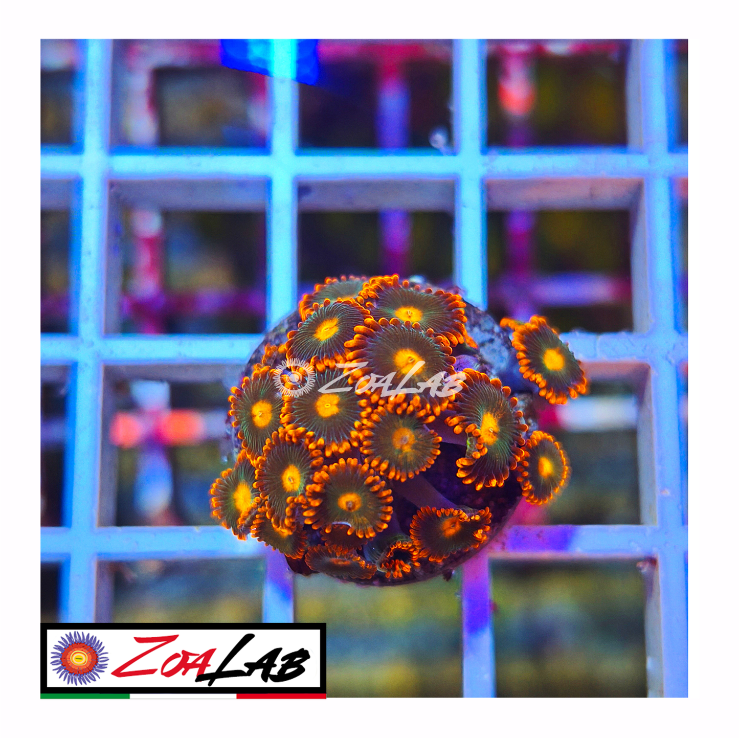 Zoanthus Gatorade