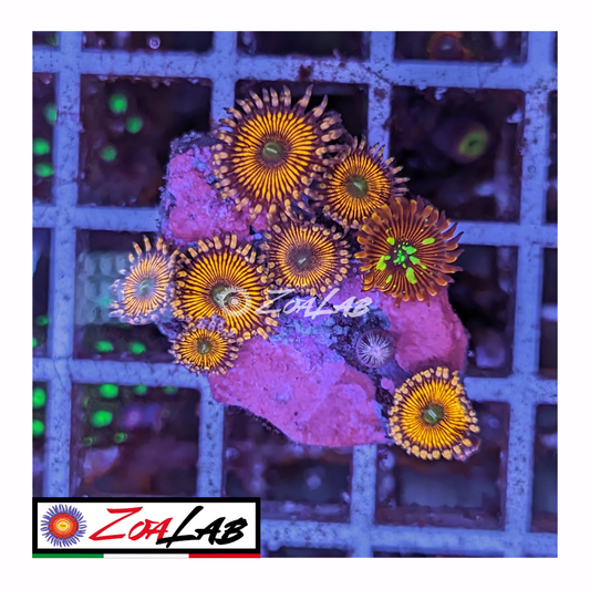 Zoanthus Armageddon