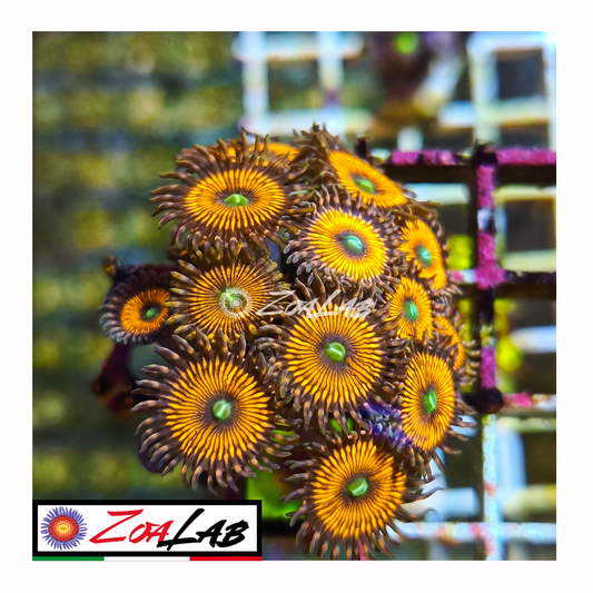 Zoanthus Orange Armageddon