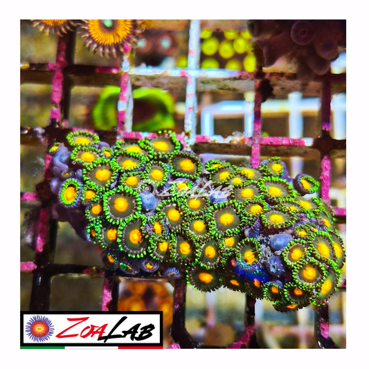 Zoanthus gorilla nipple
