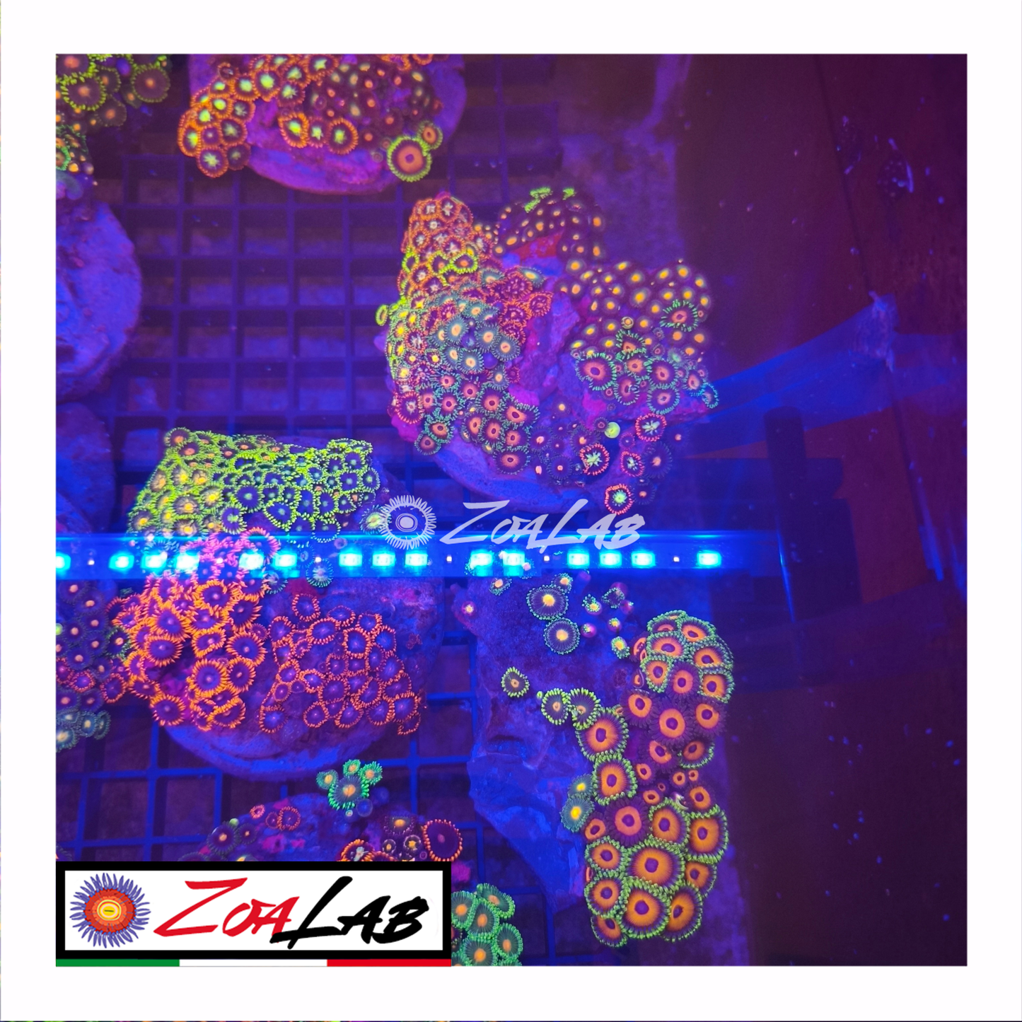 Zoanthus pack Tiziana