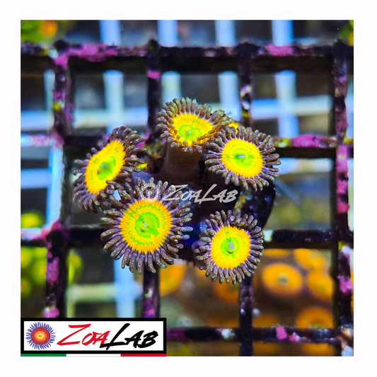 Zoanthus Sunny d