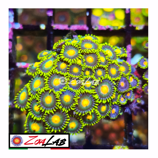 Zoanthus green bay