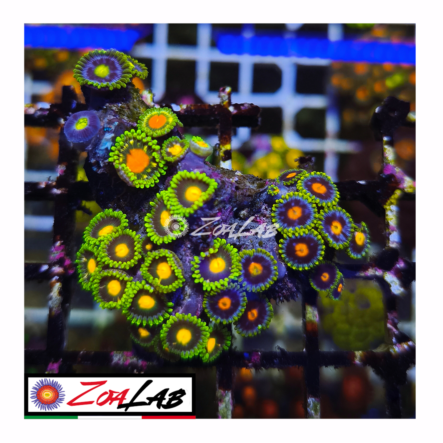 Zoanthus mix