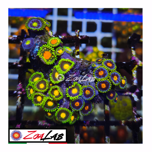 Zoanthus mix