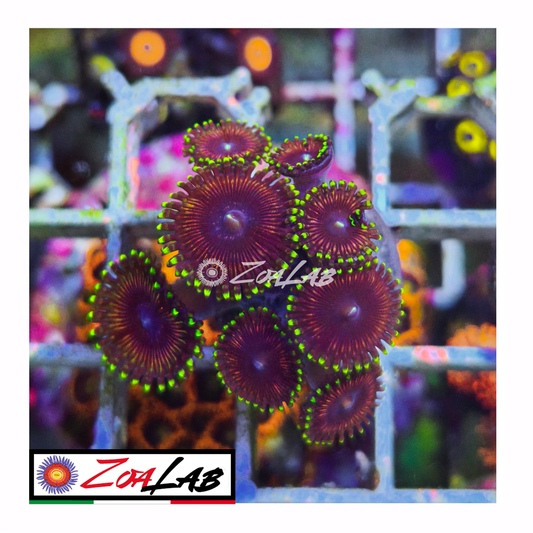 Zoanthus Emerald violet