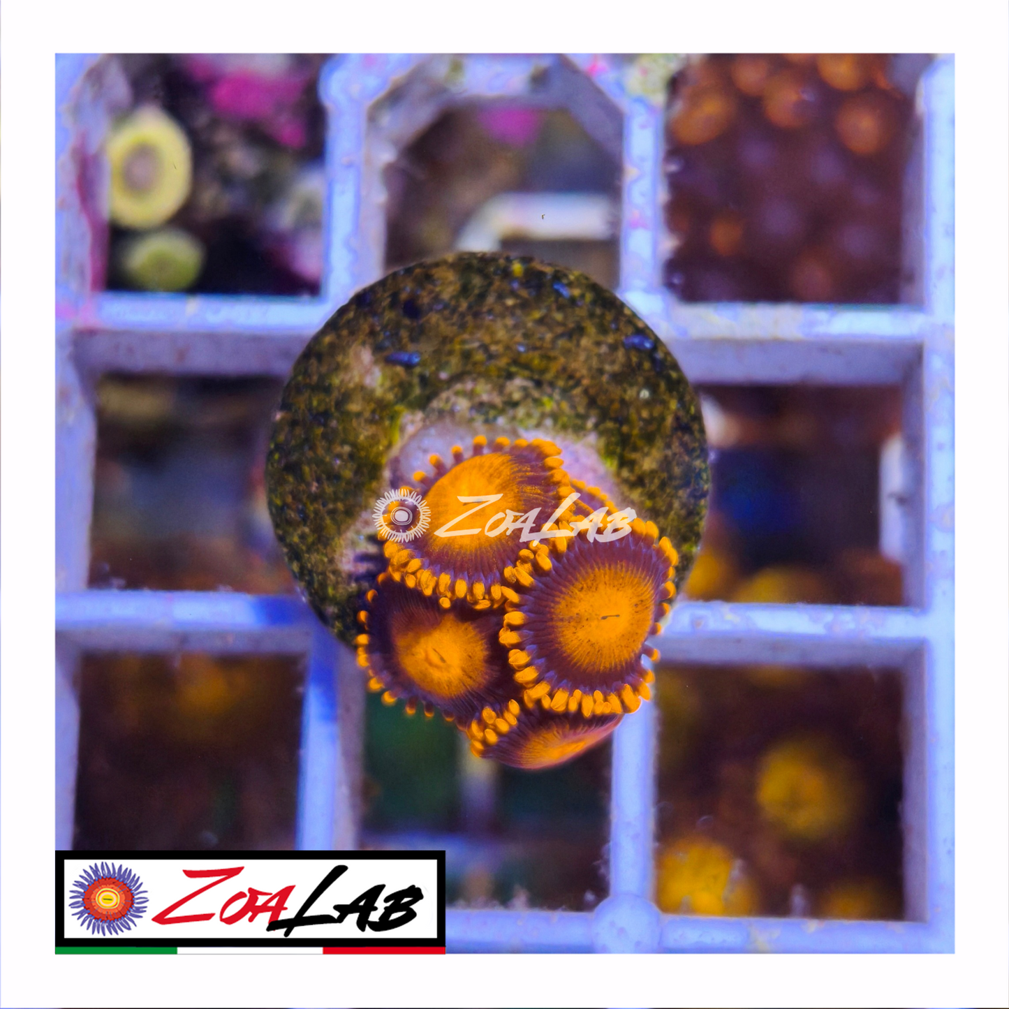 Zoanthus bam bam