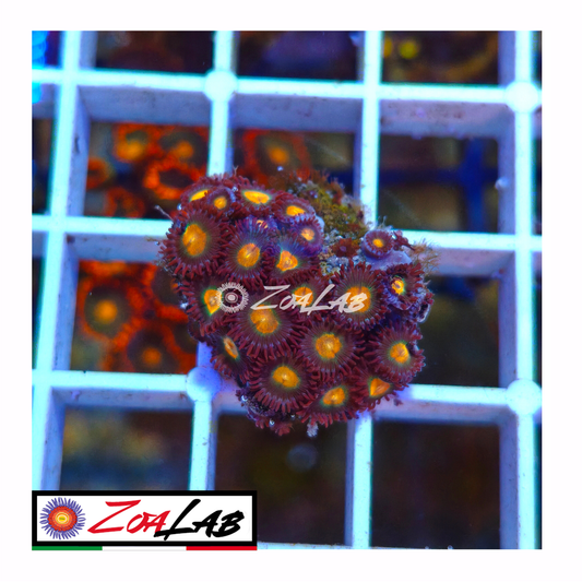 Zoanthus Orange nipple