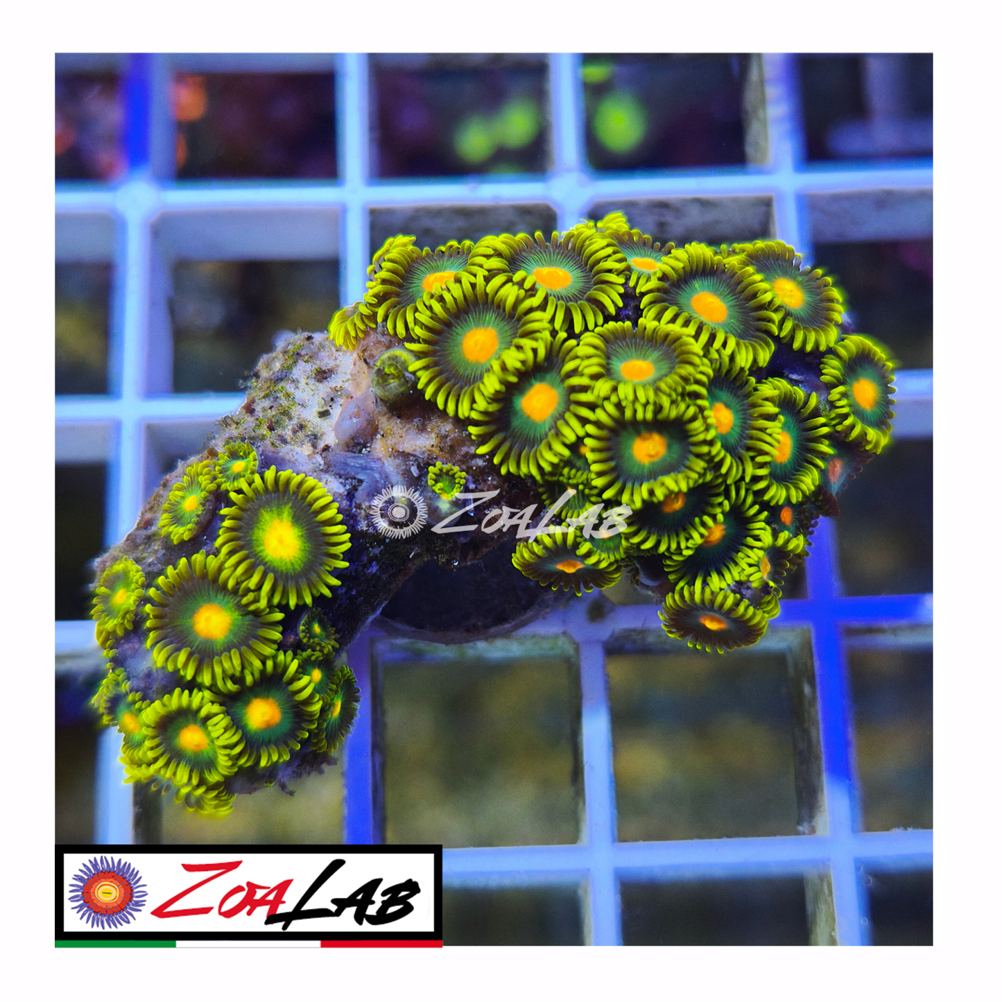 Zoanthus green bay packers