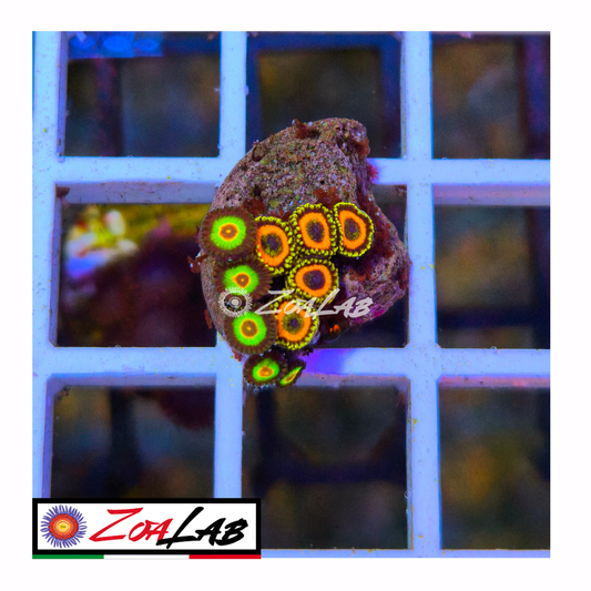 Zoanthus Eagle eyes mix