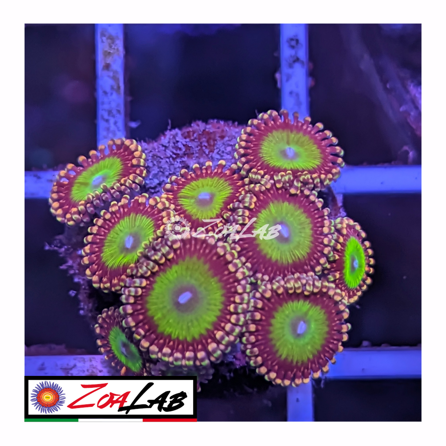 Zoanthus Candy apple violet